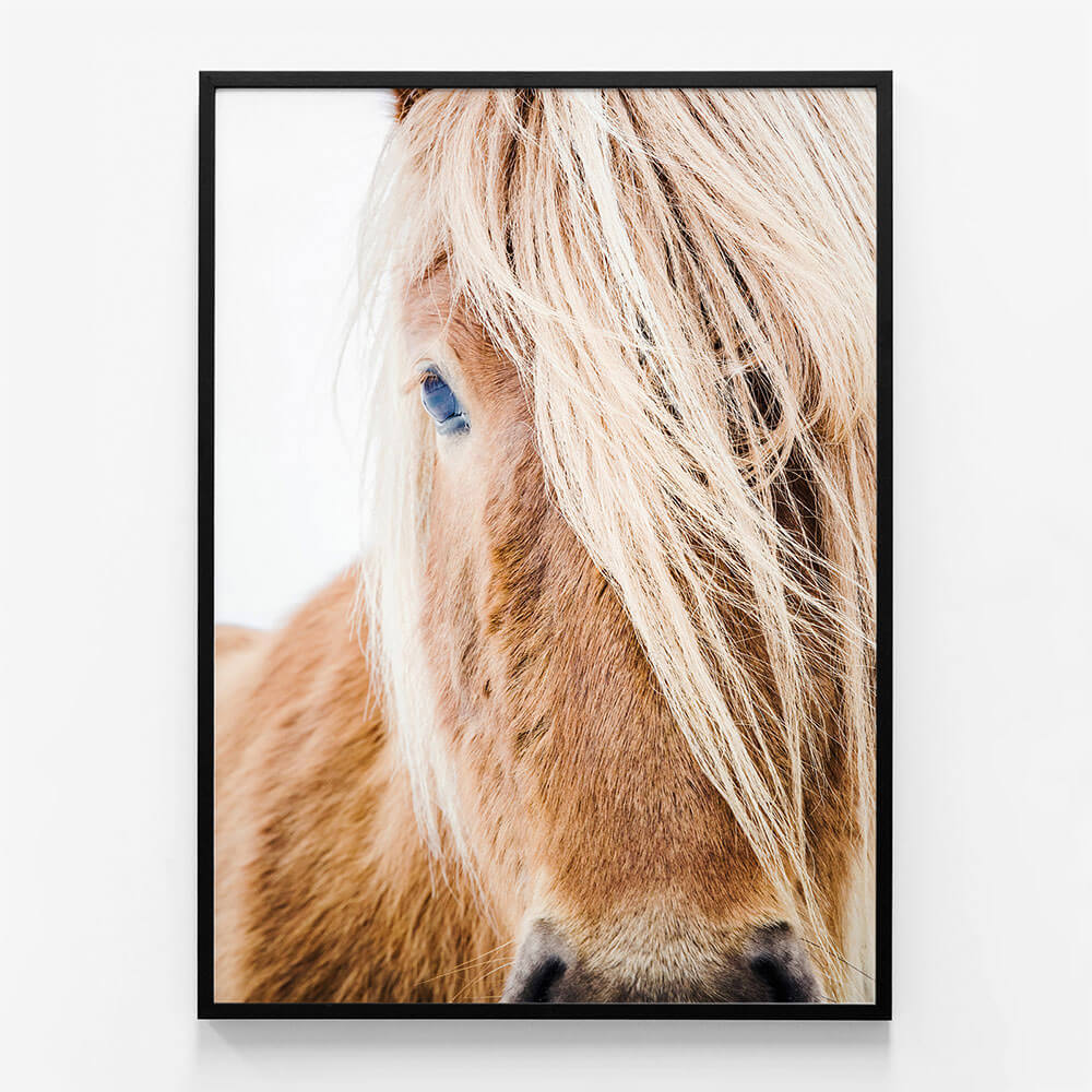 Wild Pony
