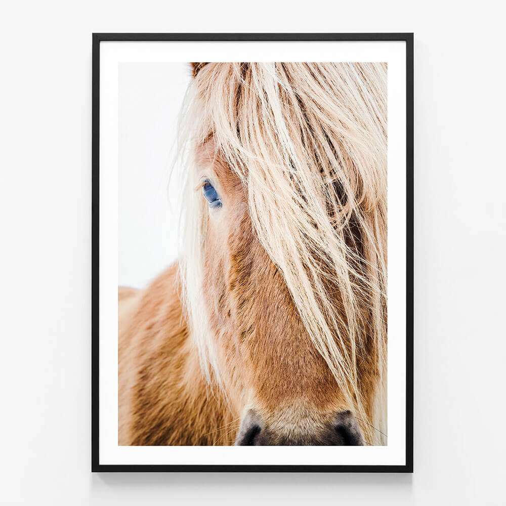 Wild Pony