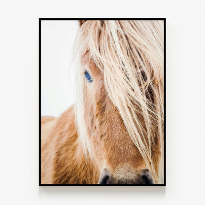 Wild Pony Canvas