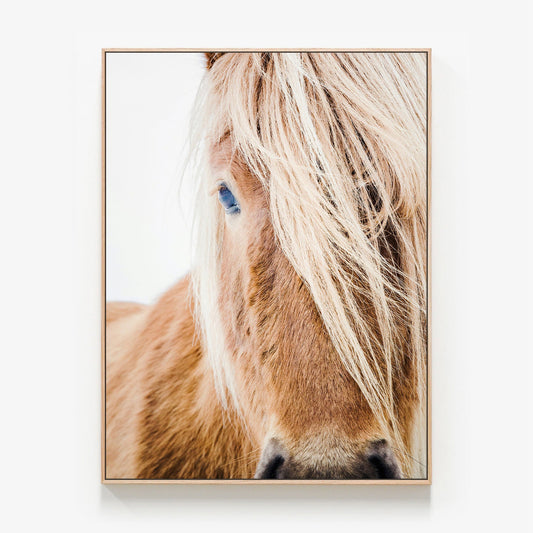 Wild Pony photo Canvas wall art print with oak float frame