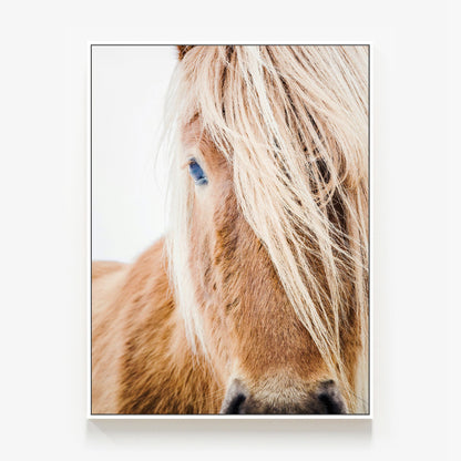 Wild Pony Canvas
