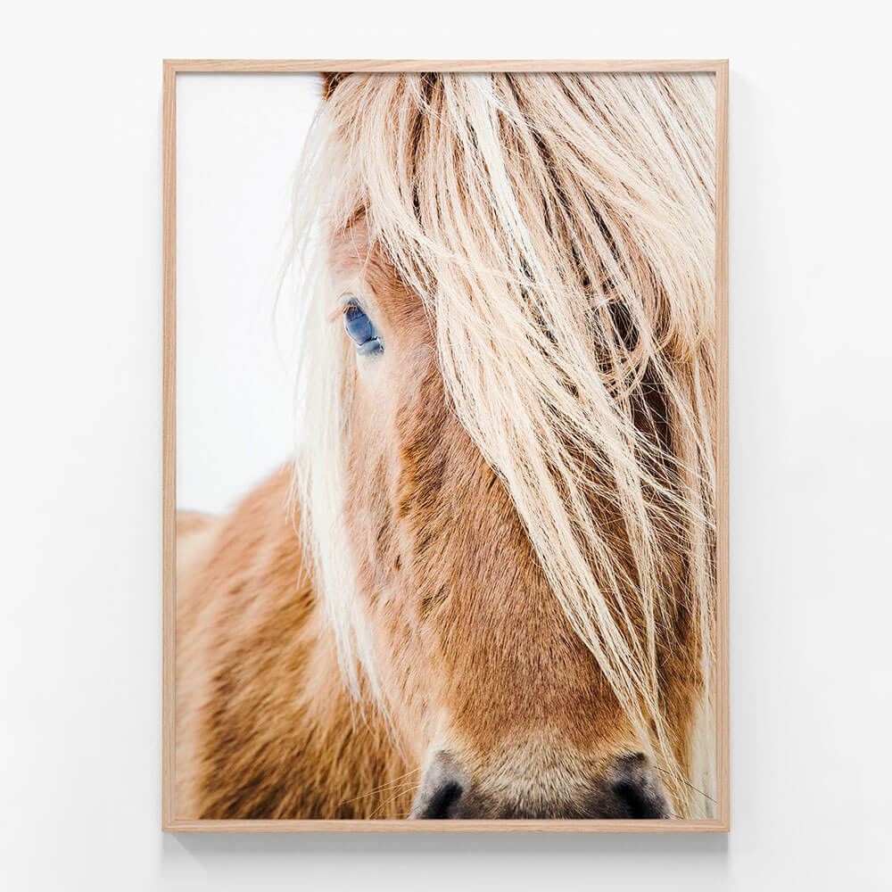 Wild Pony