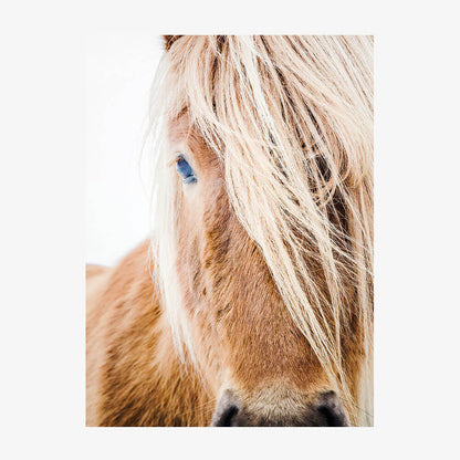 Wild Pony