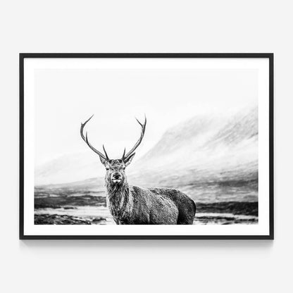 Wild Stag