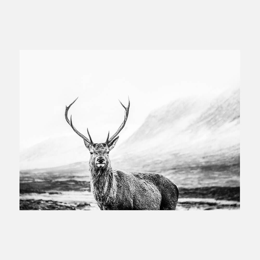 Wild Stag