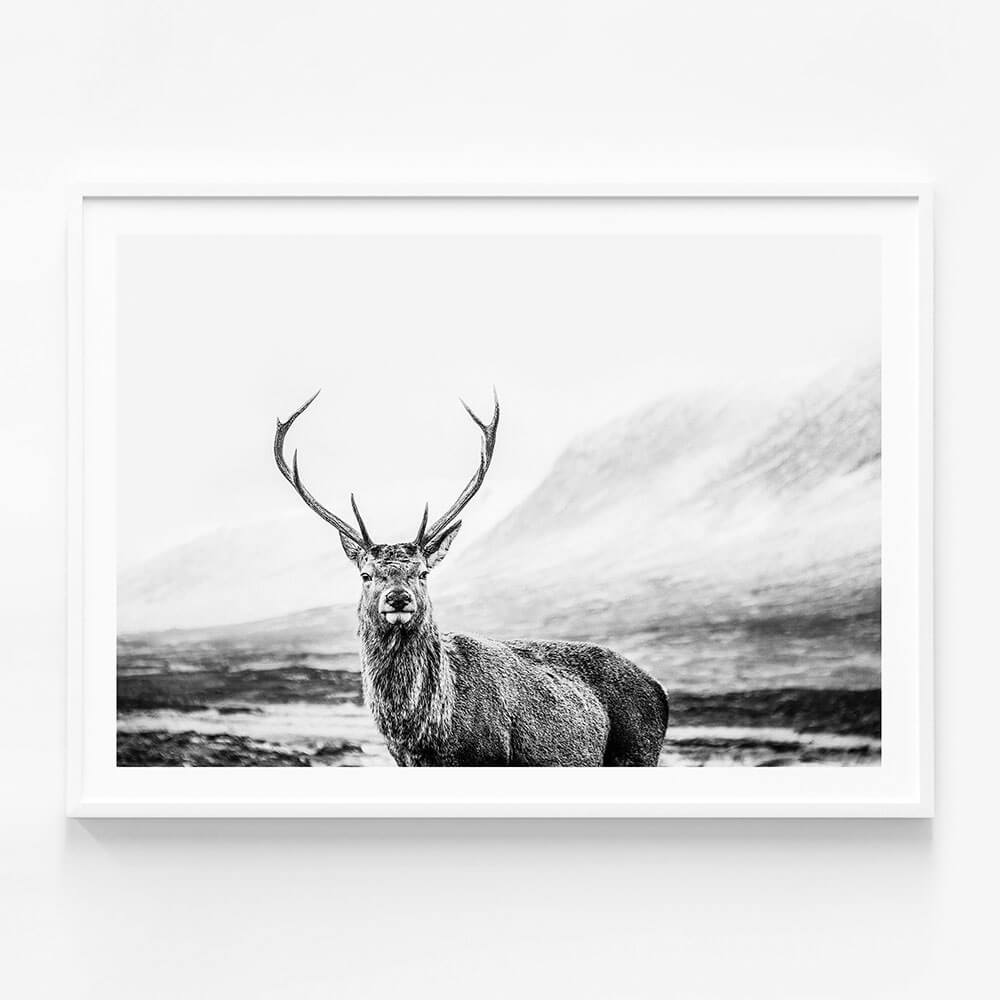 Wild Stag