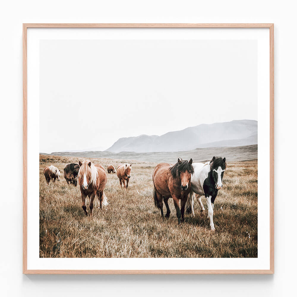 A framed print featuring wild horses strolling through the landscape.