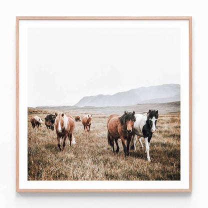 A framed print featuring wild horses strolling through the landscape.