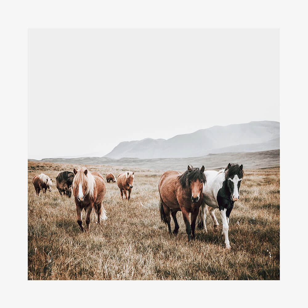 Wild Stroll