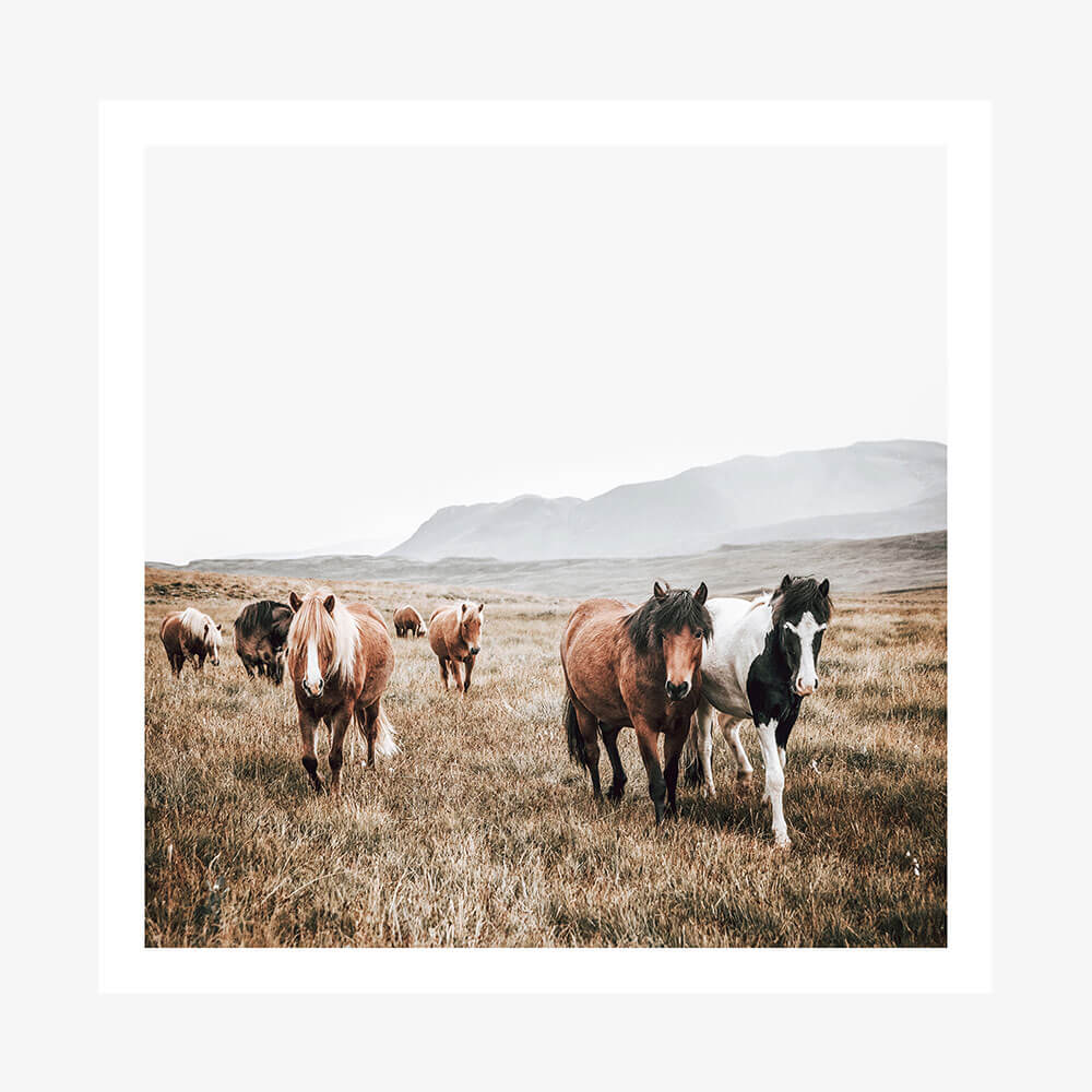 A photo print featuring wild horses strolling through the landscape.