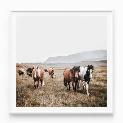 Wild Stroll