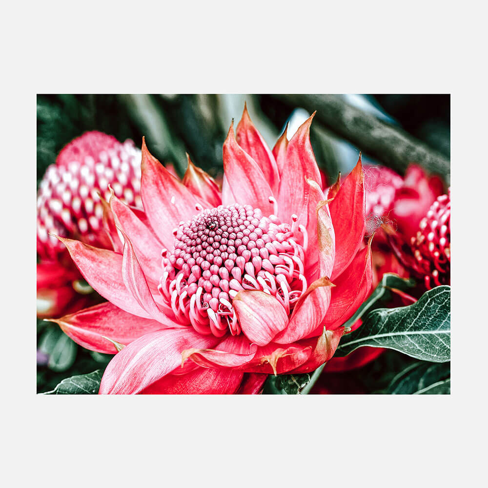 Wild Telopea