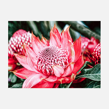 Wild Telopea