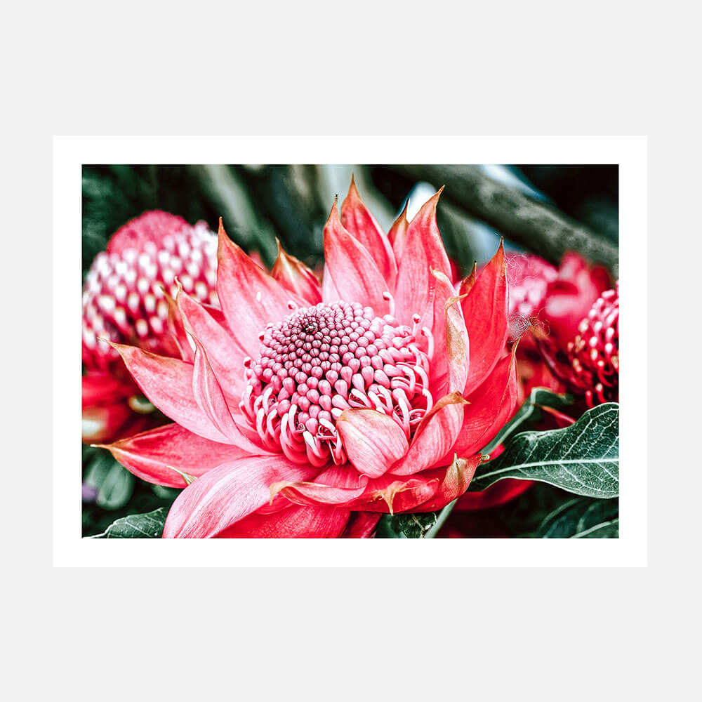 Wild Telopea