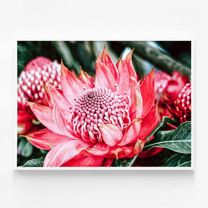Wild Telopea