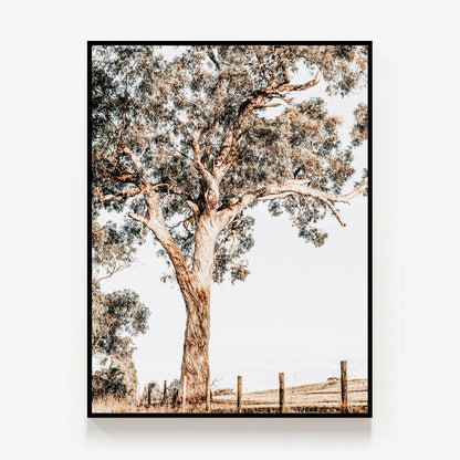 Yarra Valley Canvas