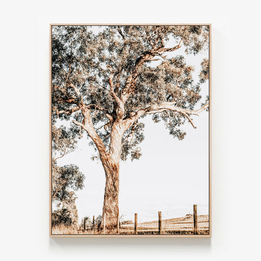 An Australian gum tree photo in the Yarra Valley Canvas wall art print with oak float frame