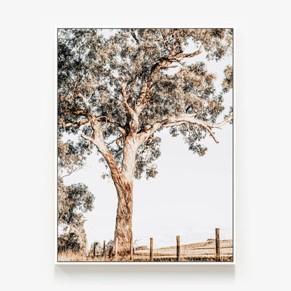 Yarra Valley Canvas