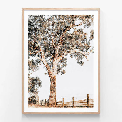 A framed print featuring a large gum tree in a farming landscape in the Yarra valley.