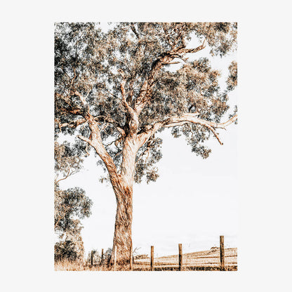 Yarra Valley