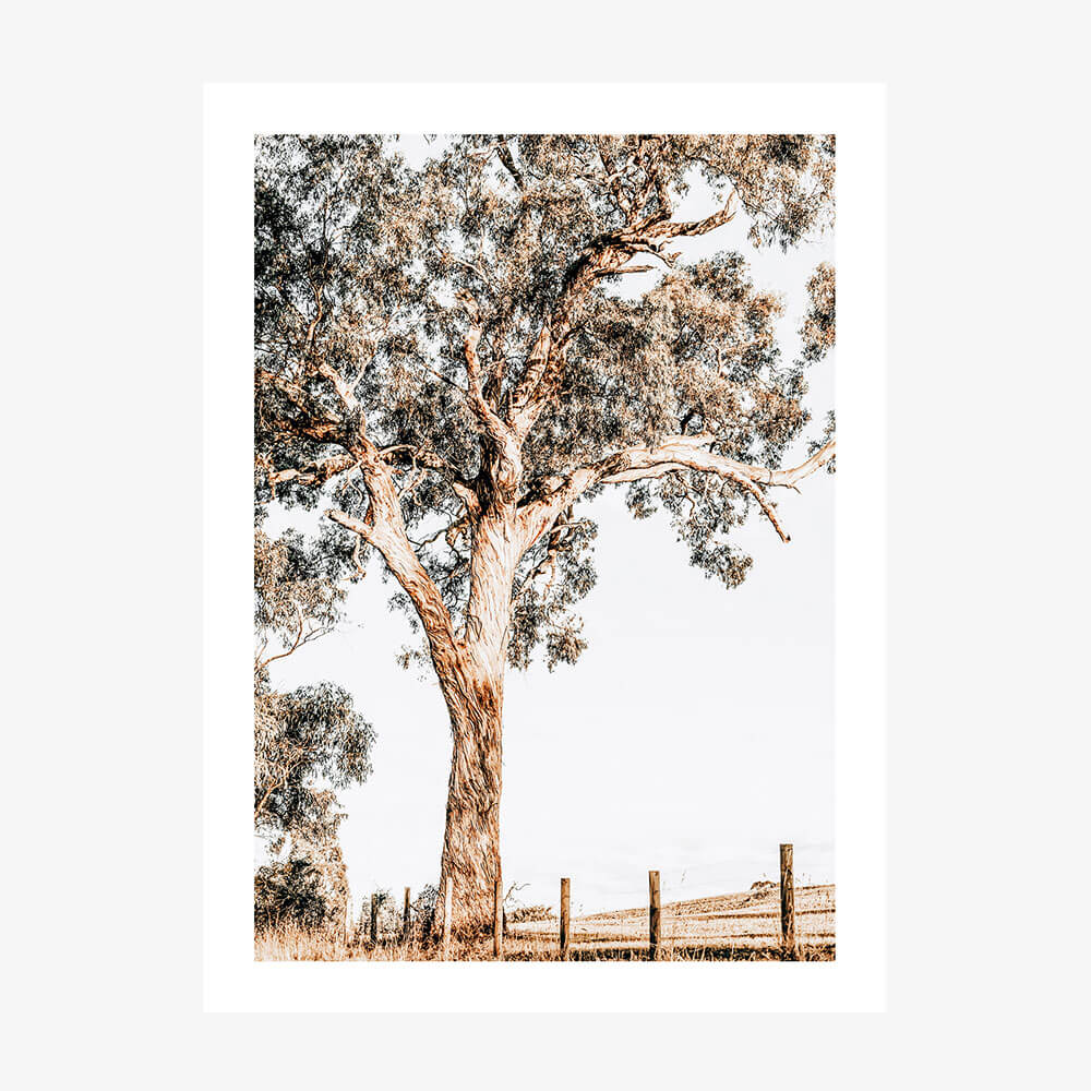 A photo wall art print featuring a large eucalyptus tree in a rural Australian landscape of the Yarra Valley.