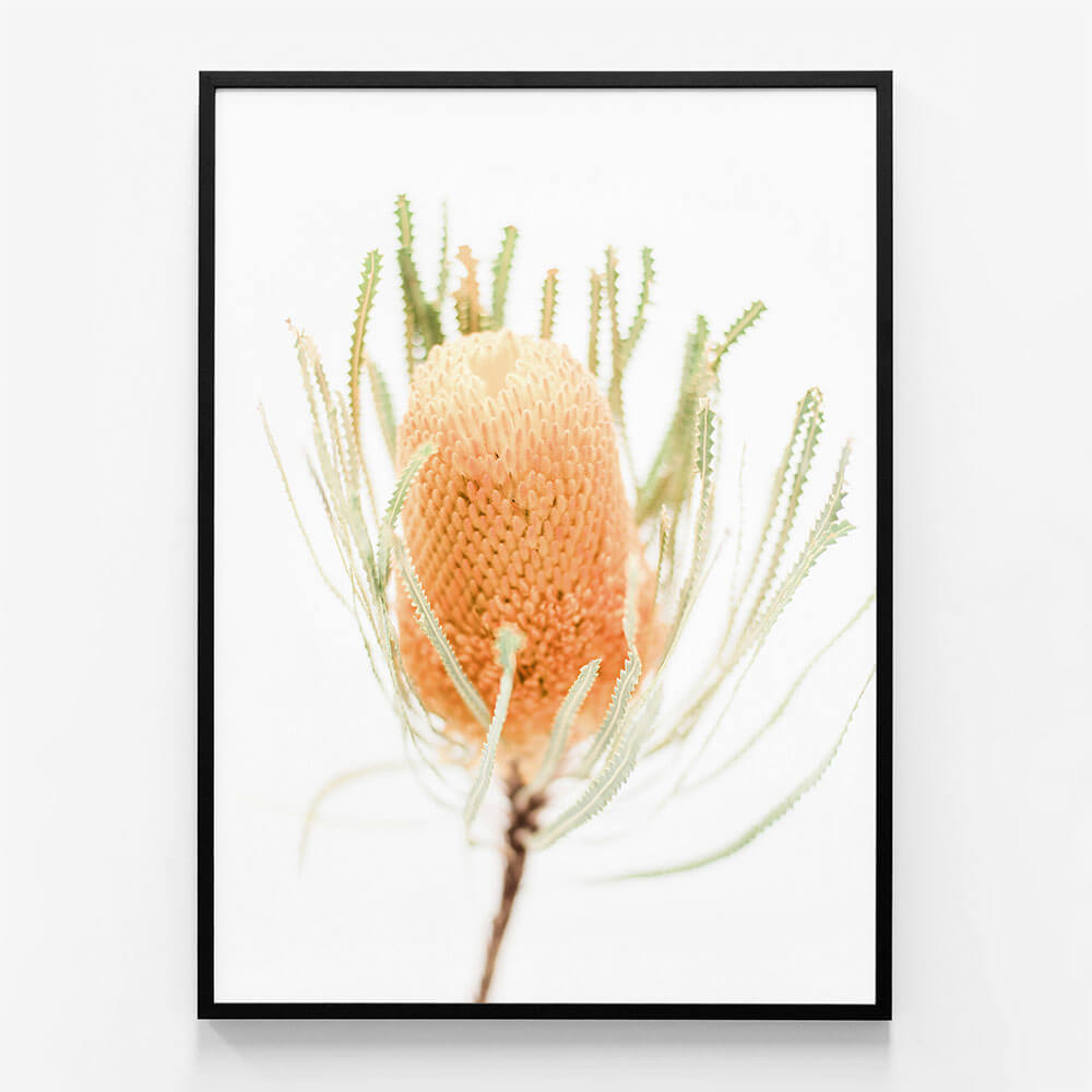 Yellow Banksia