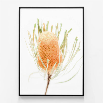 Yellow Banksia