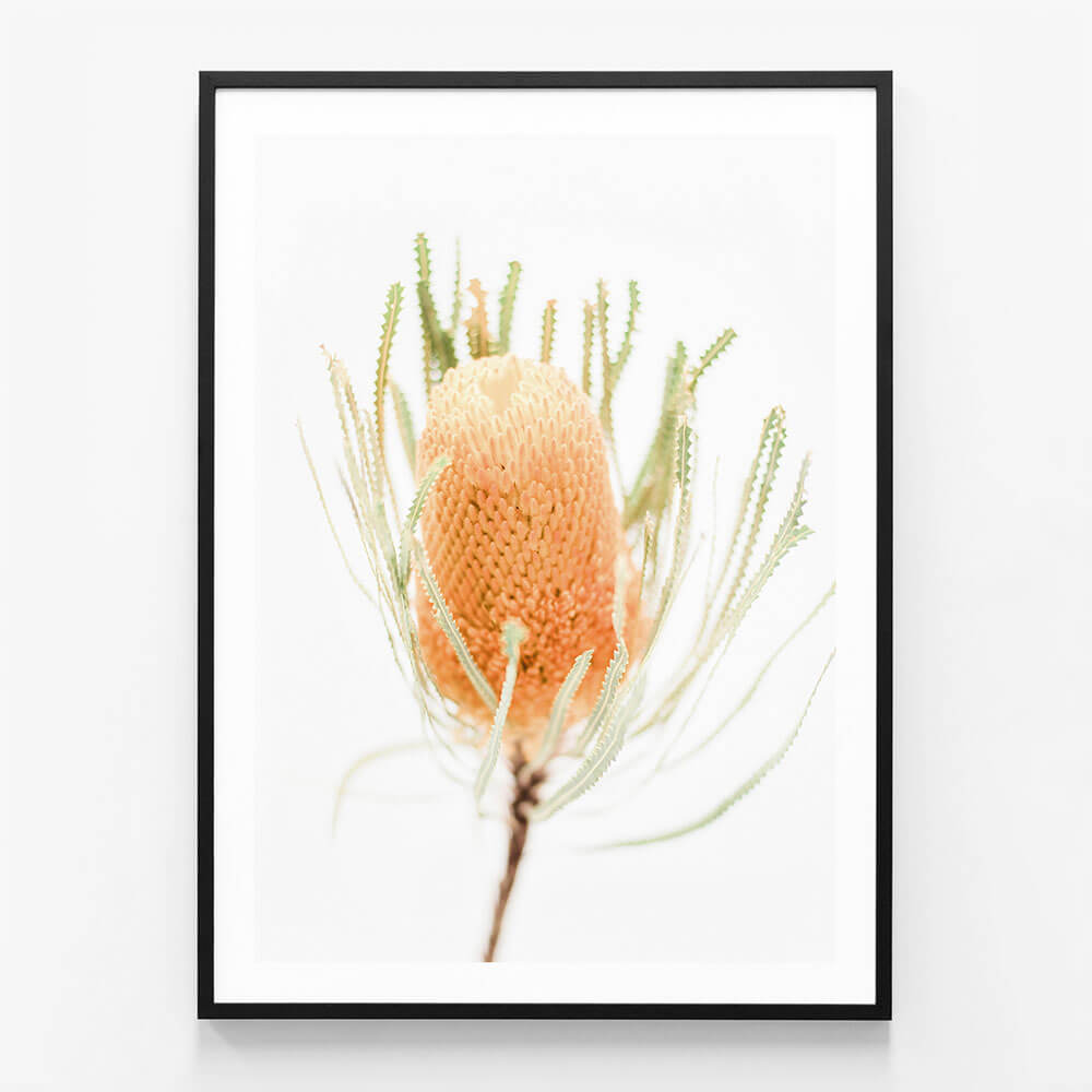 Yellow Banksia