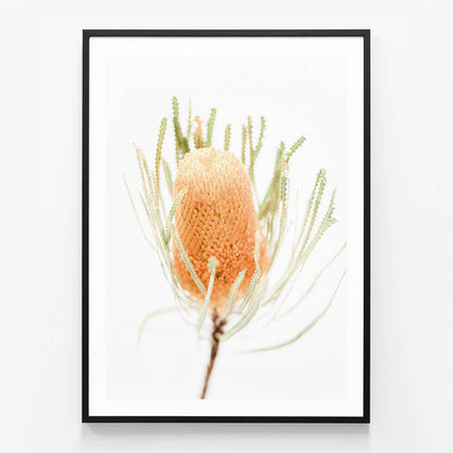Yellow Banksia