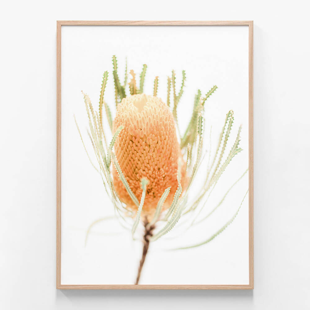 Yellow Banksia