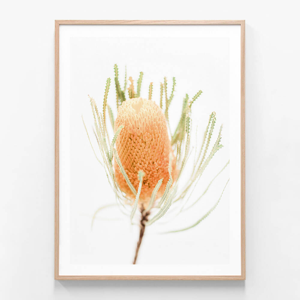 Yellow Banksia