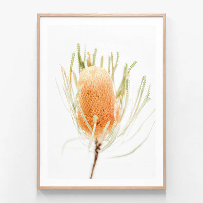 Yellow Banksia