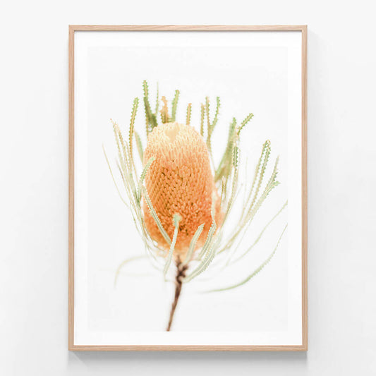Yellow Banksia