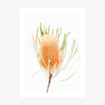 Yellow Banksia
