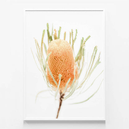 Yellow Banksia