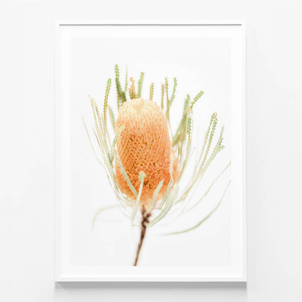 Yellow Banksia