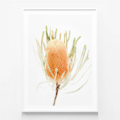 Yellow Banksia