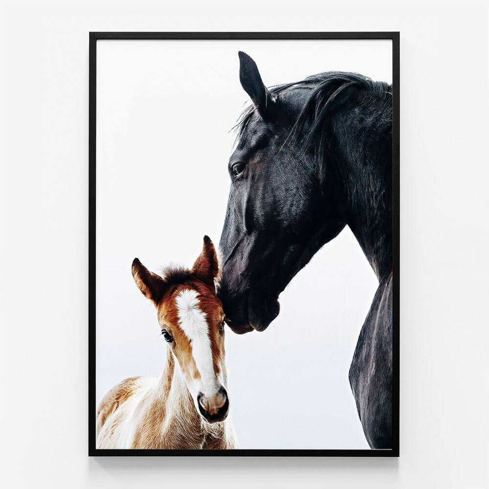Young Foal