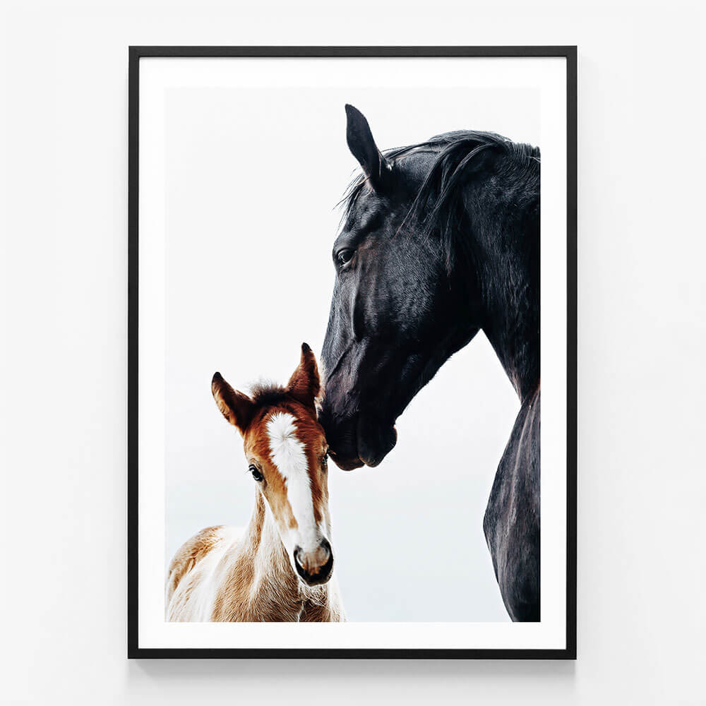 Young Foal