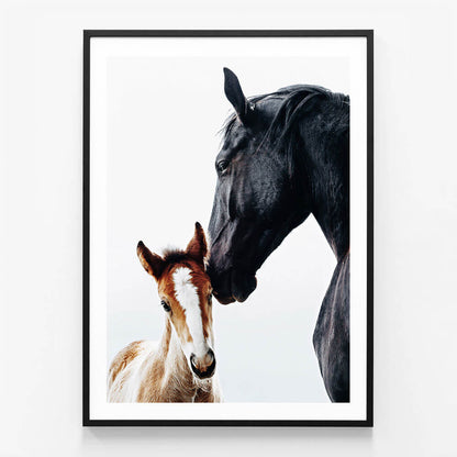 Young Foal