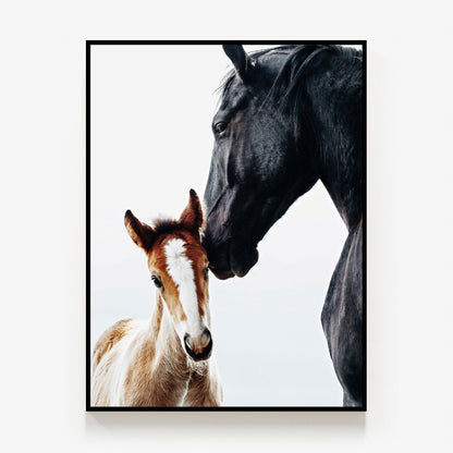 Young Foal Canvas