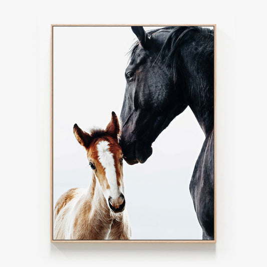 Young Foal Canvas wall art with oak float frame