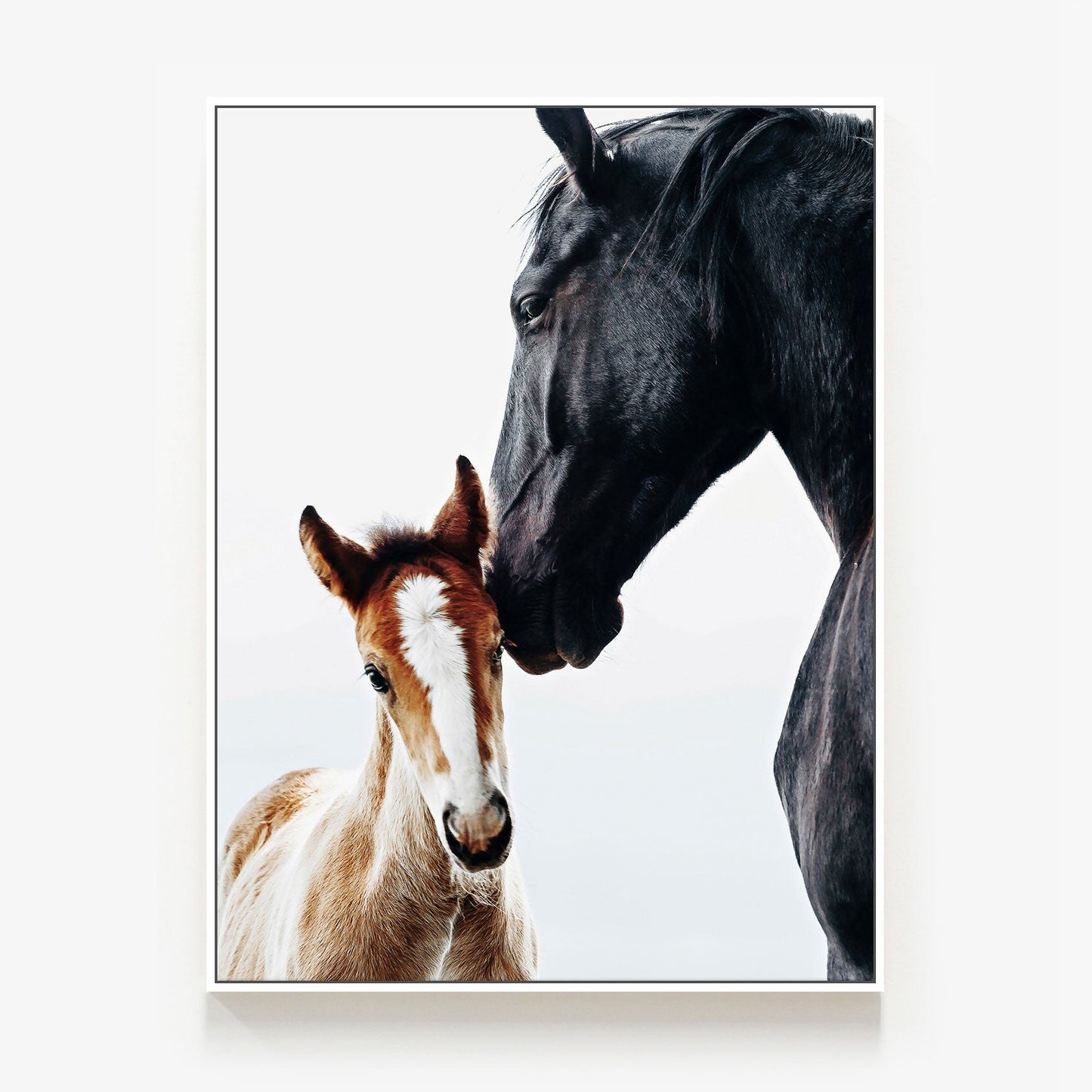 Young Foal Canvas