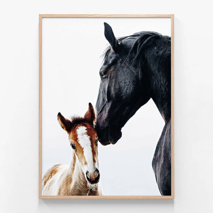 Young Foal
