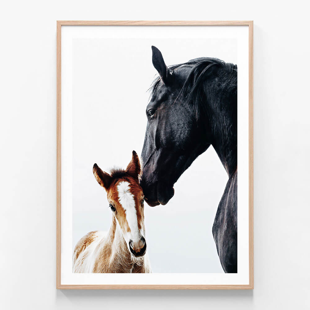 A framed photography print of a black horse nuzzling a young, brown and white foal.