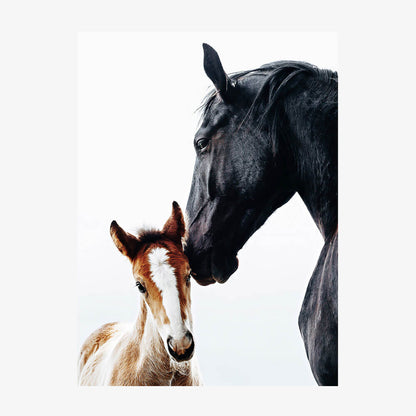 Young Foal