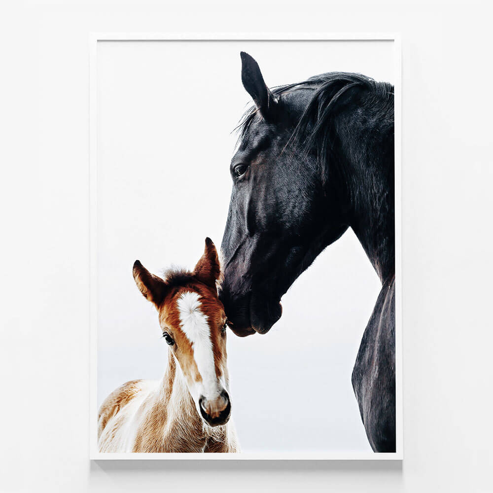 Young Foal