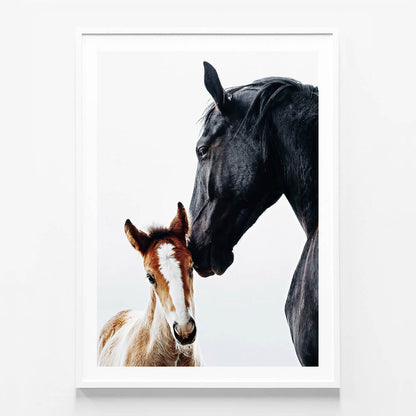 Young Foal