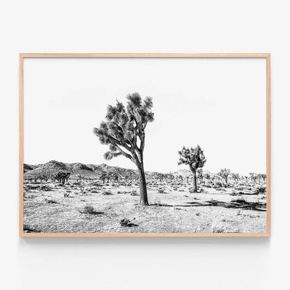 Yucca Valley B&W