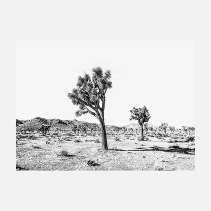 Yucca Valley B&W